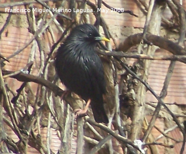 Pjaro Estornino negro - Pjaro Estornino negro. Navas de San Juan