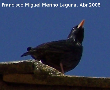 Pjaro Estornino negro - Pjaro Estornino negro. Navas de San Juan