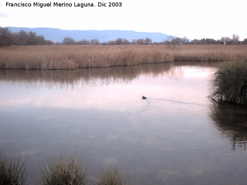 Parque Nacional de Las Tablas de Daimiel - Parque Nacional de Las Tablas de Daimiel. 
