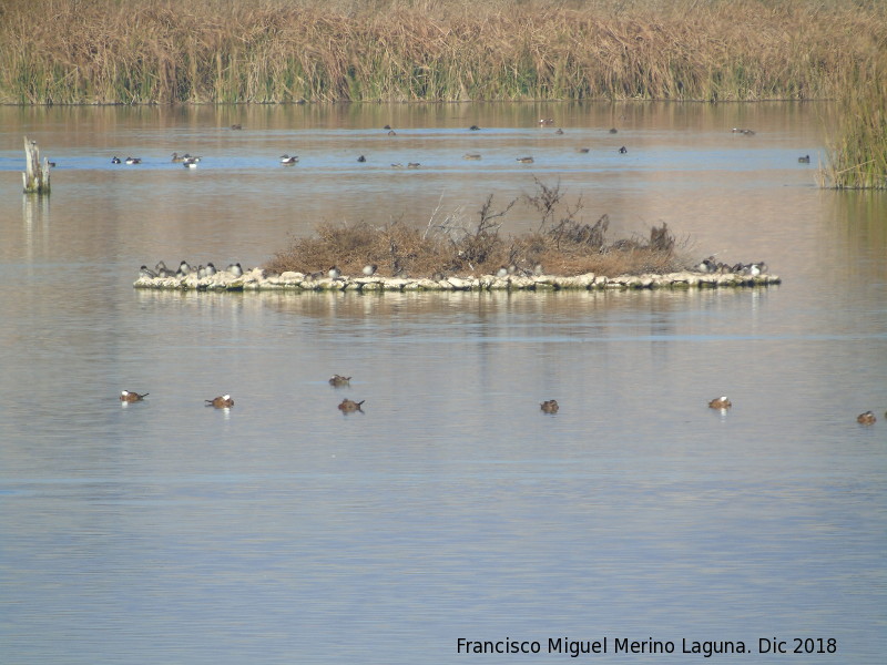 Parque Nacional de Las Tablas de Daimiel - Parque Nacional de Las Tablas de Daimiel. 