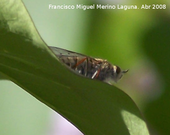 Mosca del estilete - Mosca del estilete. Navas de San Juan