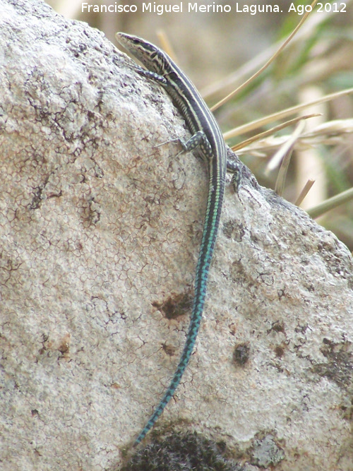 Lagartija ibrica - Lagartija ibrica. Con la cola azul. Morrin - Yeste