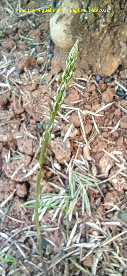 Esparraguera - Esparraguera. Esp�rrago. Poyato - Santisteban del Puerto