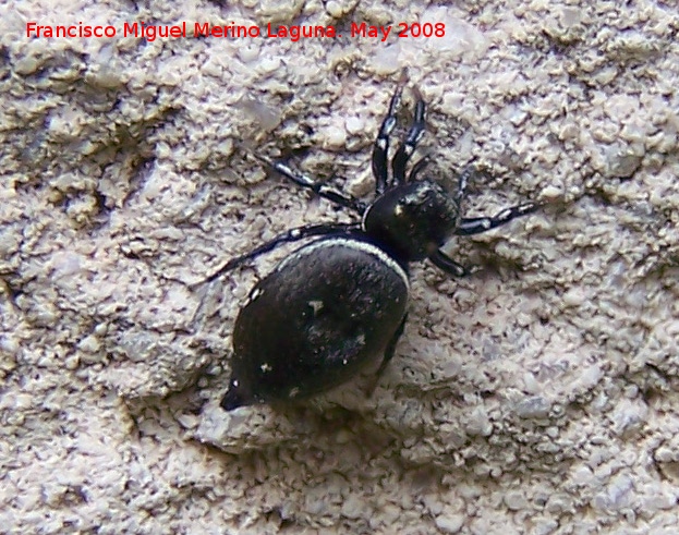 Araa saltadora negra - Araa saltadora negra. Navas de San Juan