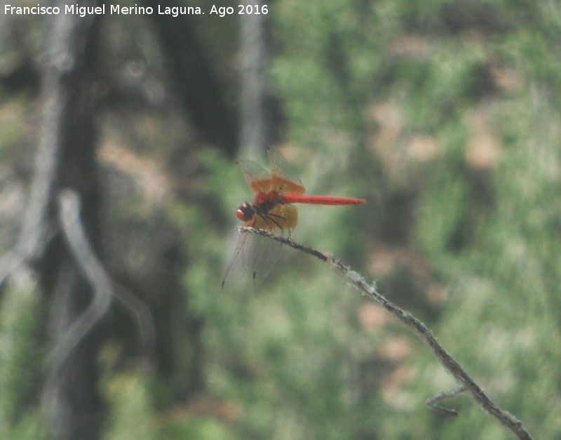 Liblula roja - Liblula roja. Charco de la Pringue - Villanueva del Arzobispo