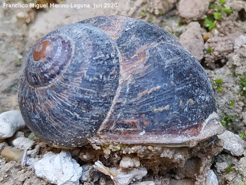 Caracol - Caracol. Arroyo de las Grajas - Santiago Pontones