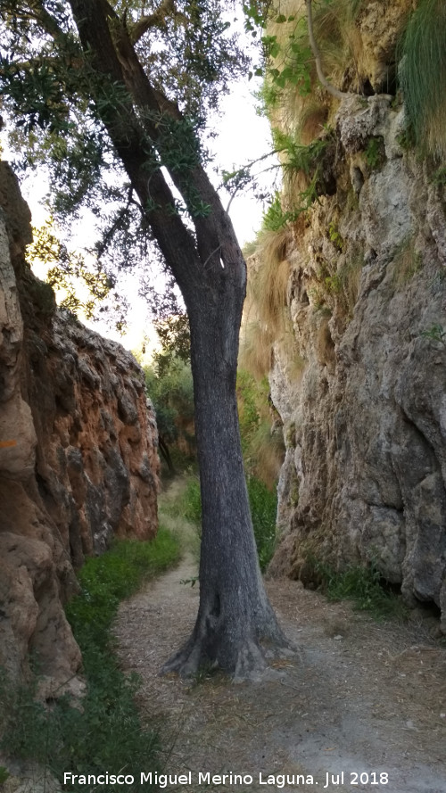 Acueducto del Toril - Acueducto del Toril. rbol entre los acueductos