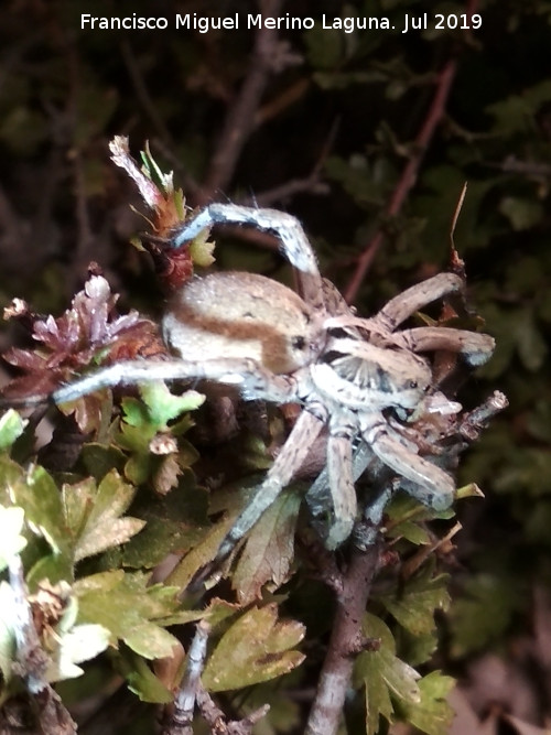 Araa Tarntula europea - Araa Tarntula europea. Loma del Potro - Valdepeas de Jan