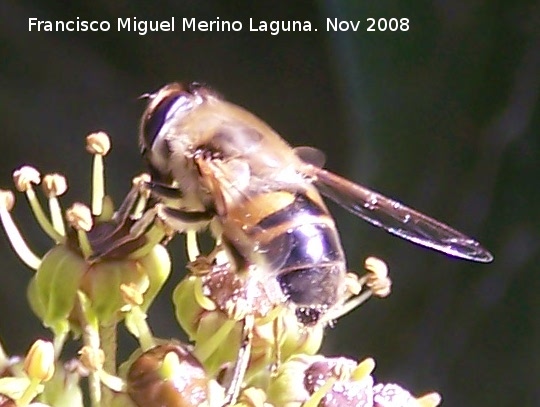 Mosca abeja - Mosca abeja. Los Villares