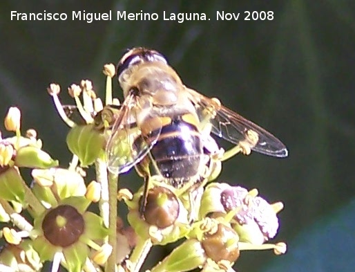 Mosca abeja - Mosca abeja. Los Villares