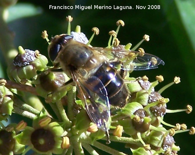 Mosca abeja - Mosca abeja. Los Villares