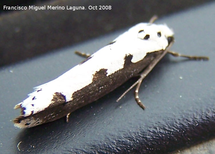 Polilla Yponomeuta evonymellus - Polilla Yponomeuta evonymellus. Navas de San Juan