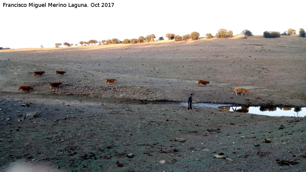 Toro - Toro. Vacas en Palazuelos - Carboneros