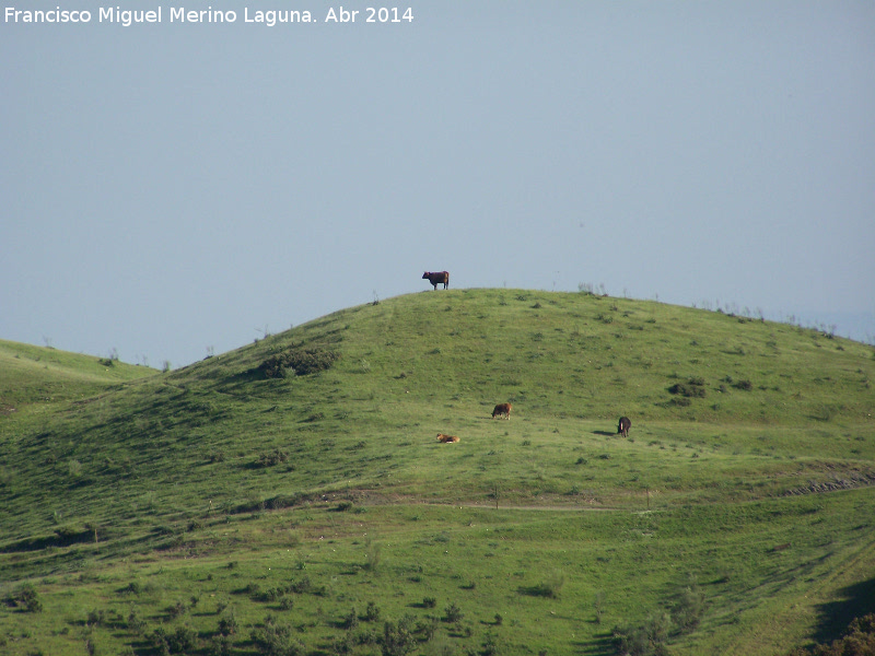 Toro - Toro. Vacas. Andjar