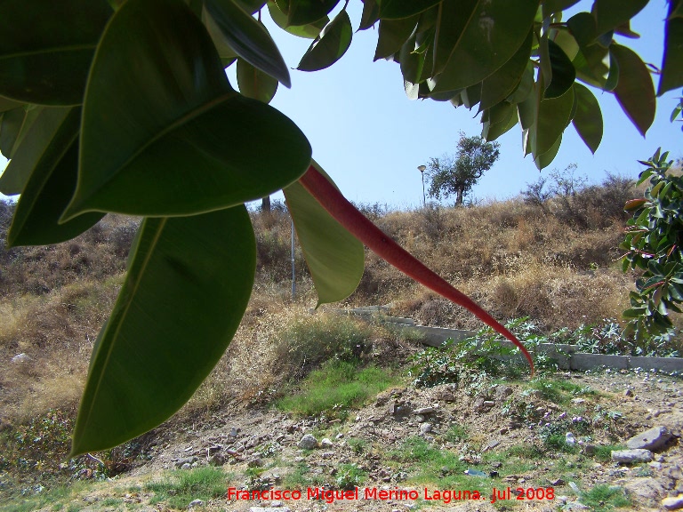 Ficus de hoja grande - Ficus de hoja grande. Benalmdena