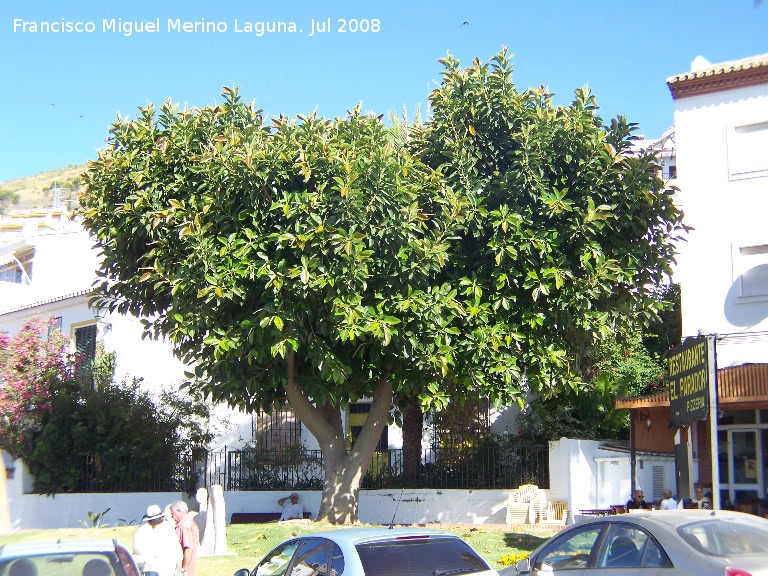 Ficus de hoja grande - Ficus de hoja grande. Benalmdena