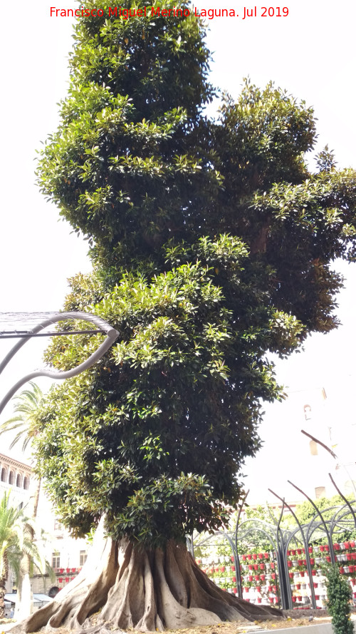 Ficus de hoja grande - Ficus de hoja grande. Ficus de Santo Domingo - Murcia