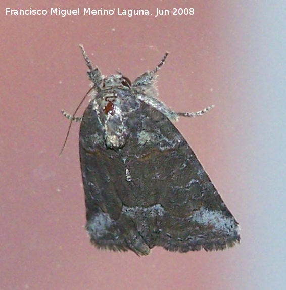 Polilla Oligia strigilis - Polilla Oligia strigilis. Los Villares