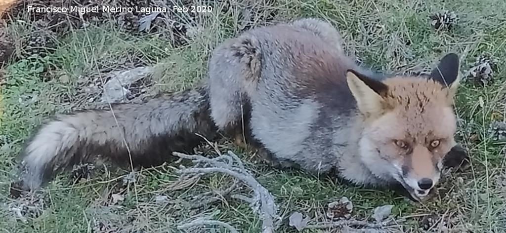 Zorro - Zorro. Camino del Poyo de las Palomas - Quesada