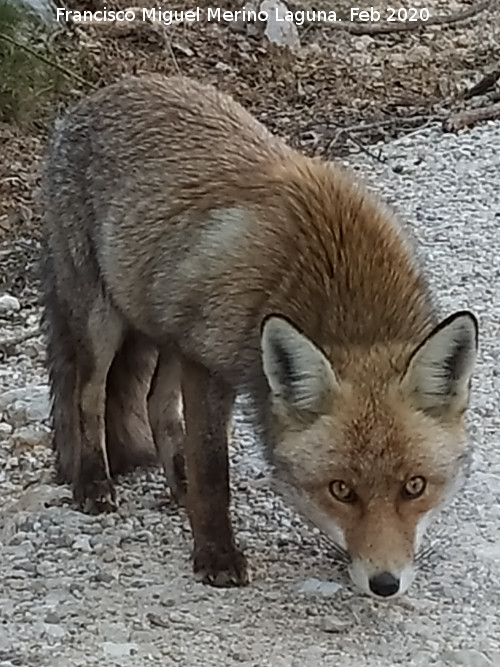 Zorro - Zorro. Los Rasos - Peal de Becerro