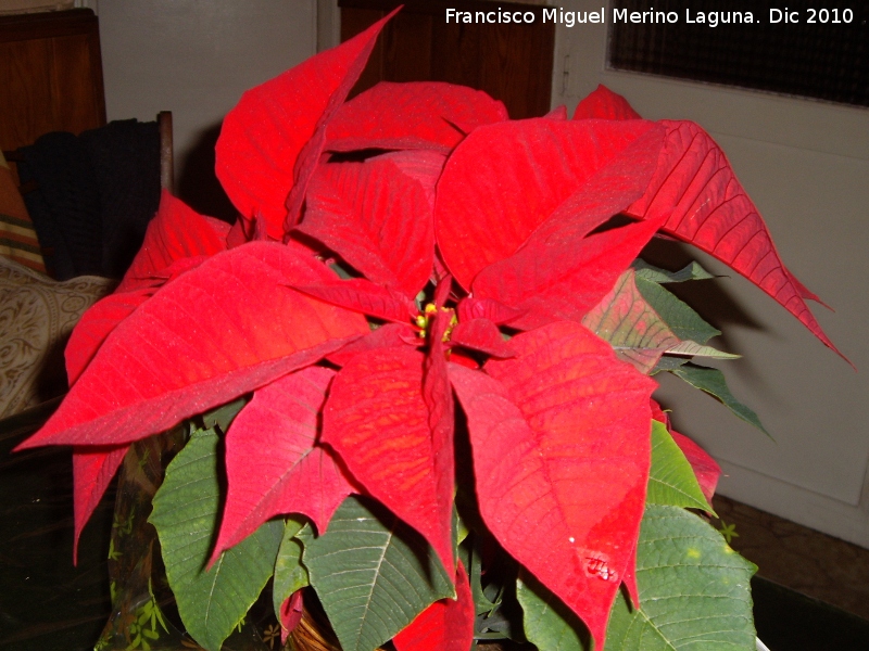 Flor de Pascua - Flor de Pascua. Navas de San Juan