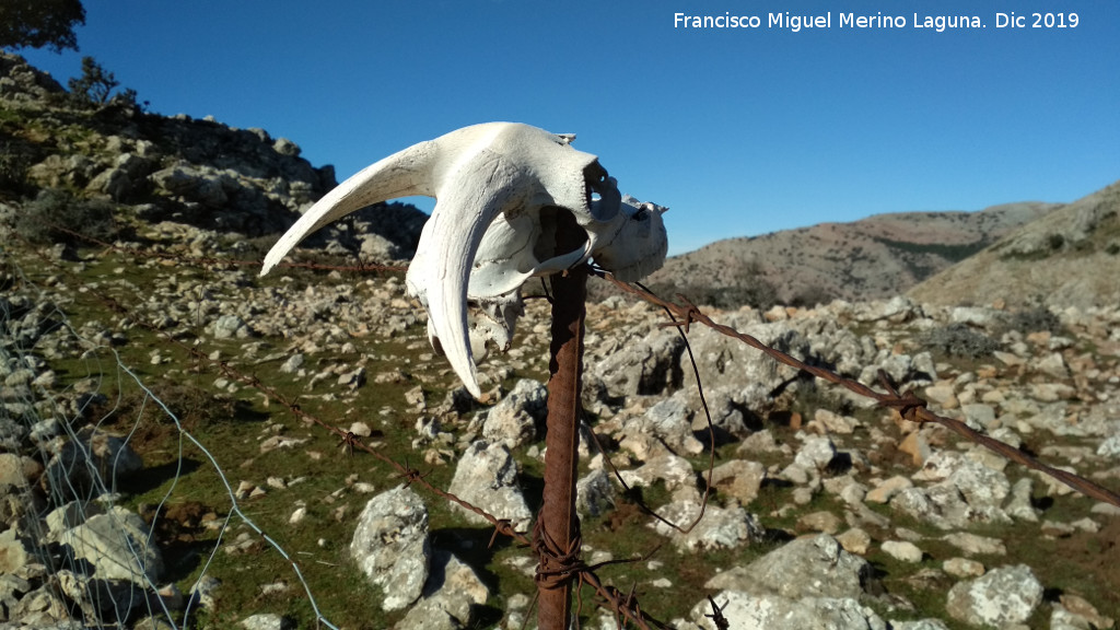 Cabra montesa - Cabra montesa. Crneo. Lomas de Carboneros - Valdepeas de Jan