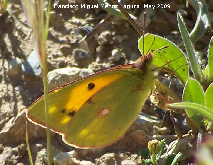 Mariposa canario azufrado - Mariposa canario azufrado. Los Caones. Jan