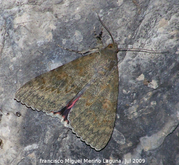 Polilla Carmn de los Sauces - Polilla Carmn de los Sauces. Otiar Jan