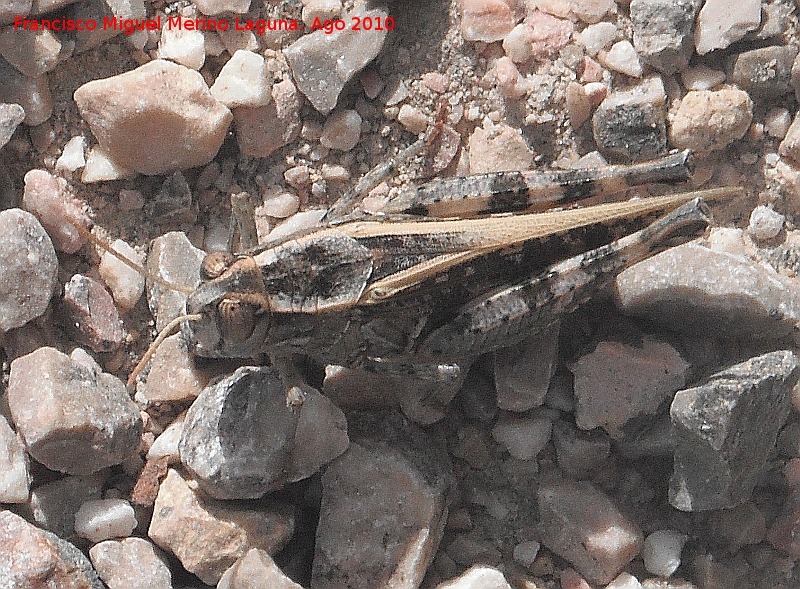 Saltamontes de alas rojas - Saltamontes de alas rojas. Prado Maguillo - Santiago Pontones