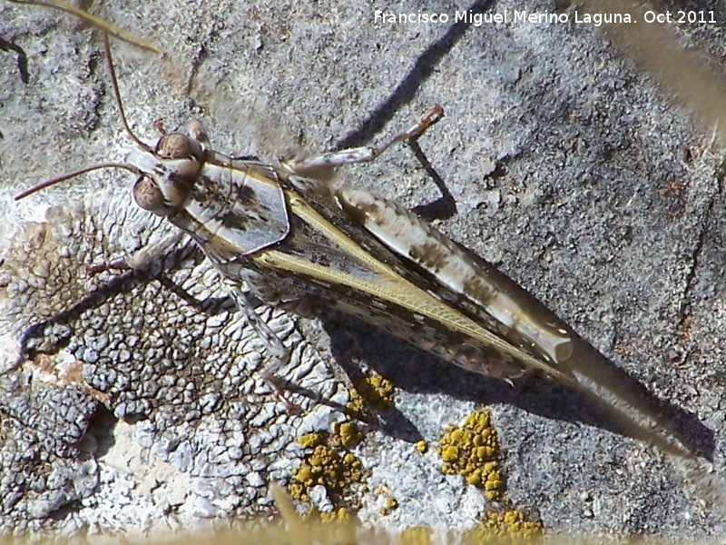 Saltamontes de alas rojas - Saltamontes de alas rojas. Fuente de la Pea - Jan