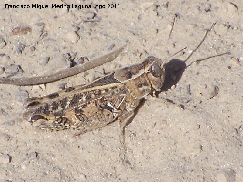 Saltamontes de alas rojas - Saltamontes de alas rojas. Venta de Rampias - Santiago Pontones