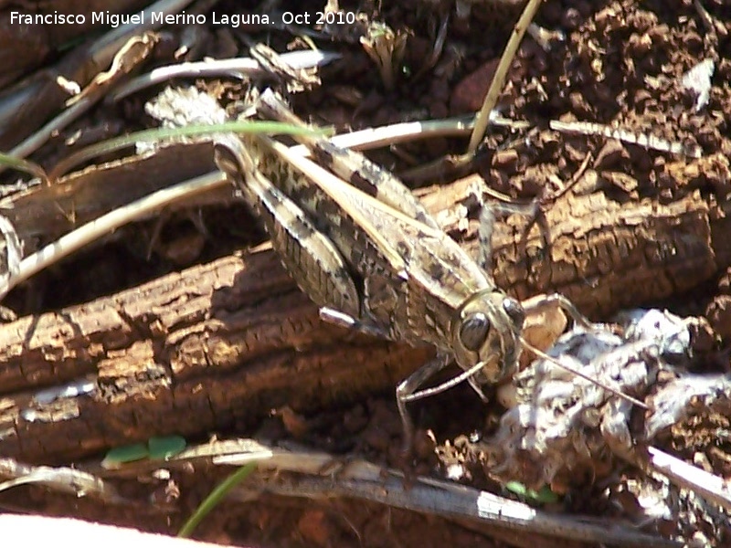 Saltamontes de alas rojas - Saltamontes de alas rojas. Portillo del Fraile - Jan