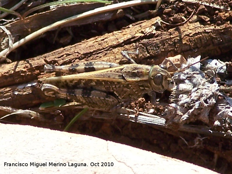 Saltamontes de alas rojas - Saltamontes de alas rojas. Portillo del Fraile - Jan