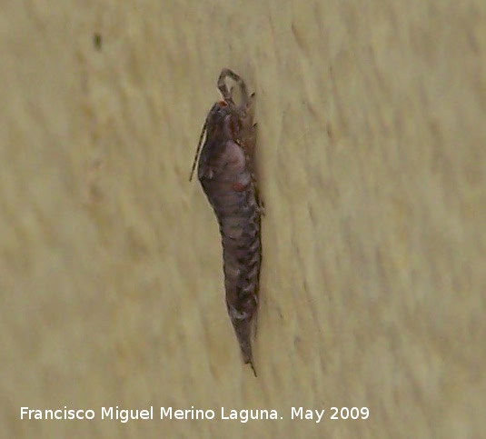 Catamachilis amara - Catamachilis amara. Los Villares