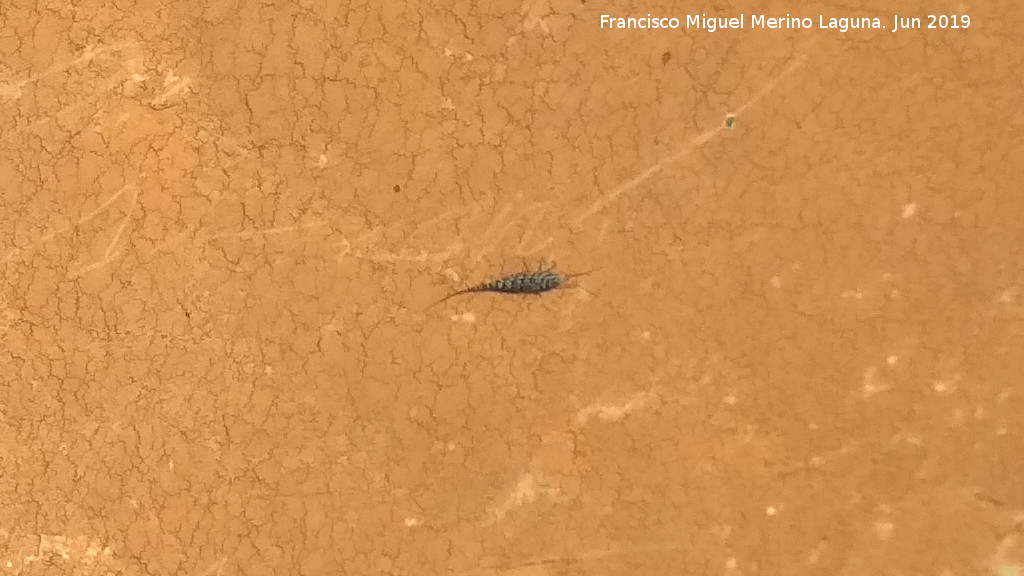 Catamachilis amara - Catamachilis amara. La Cimbarra - Aldeaquemada