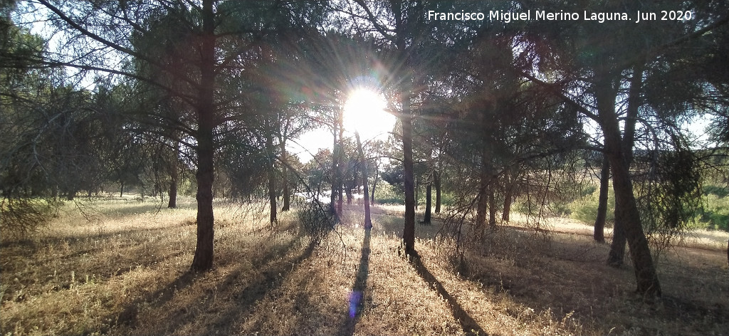 Pantano del Guadal�n - Pantano del Guadal�n. Pinares del Guadal�n