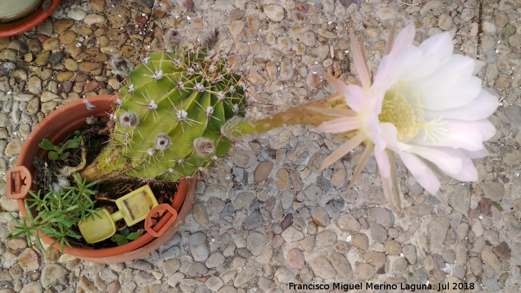 Cactus lirio de pascua - Cactus lirio de pascua. Navas de San Juan