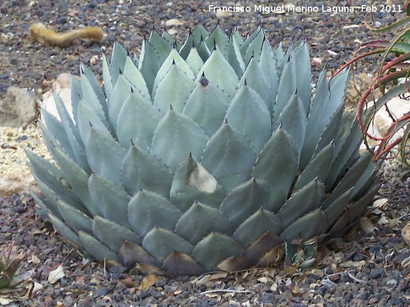 Cactus Mezcal - Cactus Mezcal. Tabernas