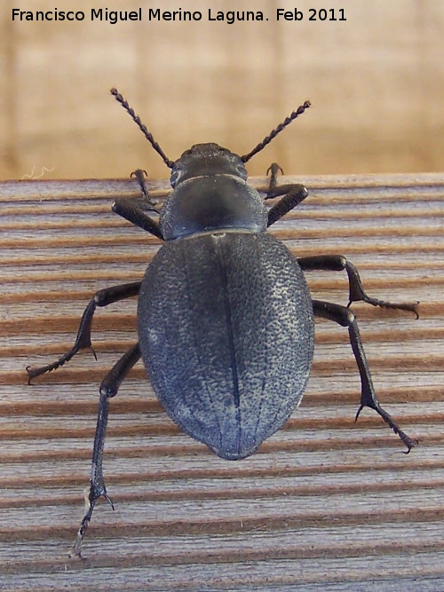 Escarabajo Pimelia - Escarabajo Pimelia. Tabernas