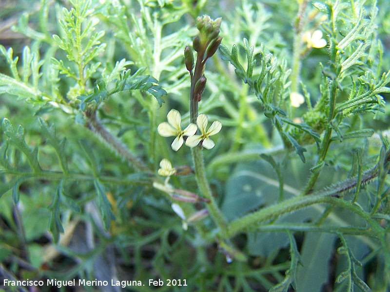 Euzomodendrom bourgaeanum - Euzomodendrom bourgaeanum. Tabernas