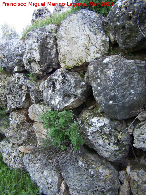 Oppidum de Torrevieja - Oppidum de Torrevieja. Muralla ciclpea oeste