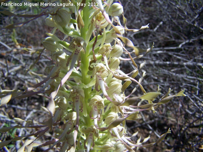 Orqudea del lagarto - Orqudea del lagarto. Tajos de San Marcos - Alcal la Real