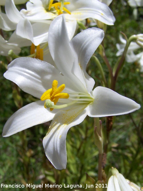 Azucena blanca - Azucena blanca. Los Villares