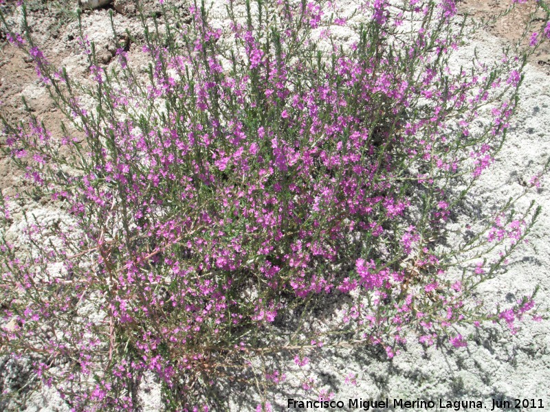 Salicaria menor - Salicaria menor. Baos de la Salvadora - Jamilena