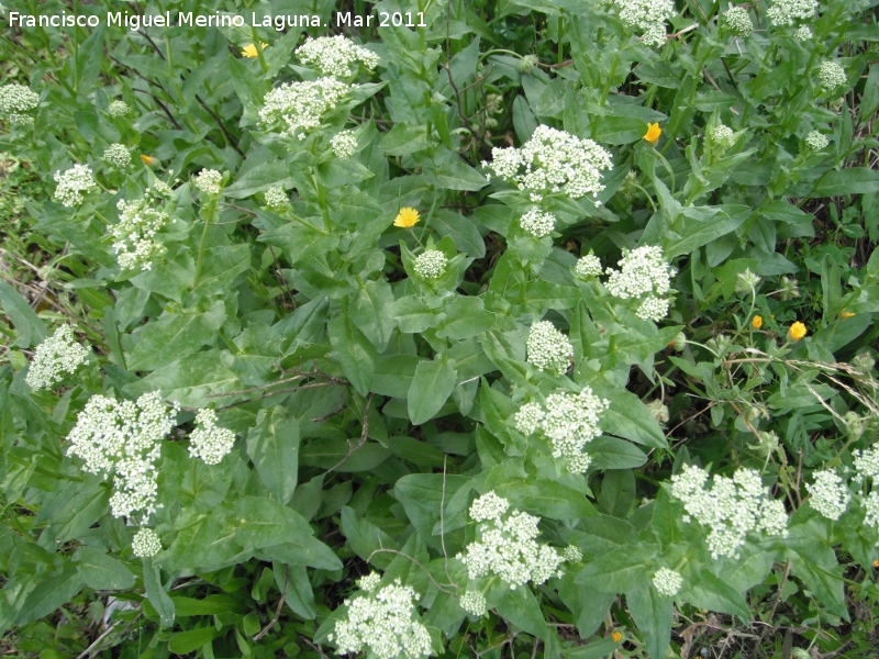 Draba - Draba. La Juca - Jan