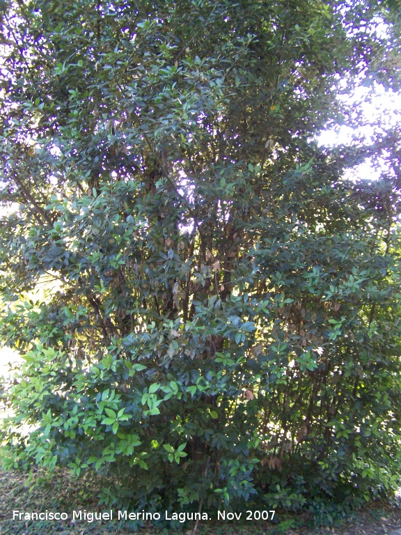 Laurel - Laurel. Crdoba