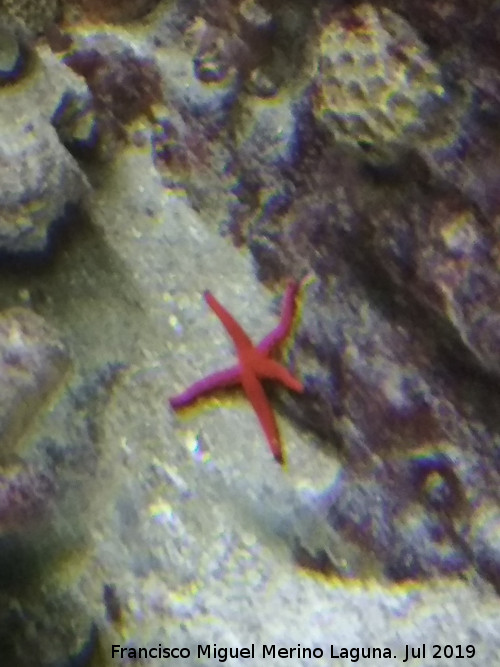 Estrella prpura - Estrella prpura. Santa Pola