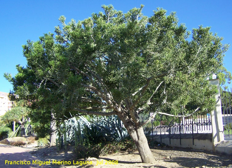 Arbol de los dedos - Arbol de los dedos. Benalmdena