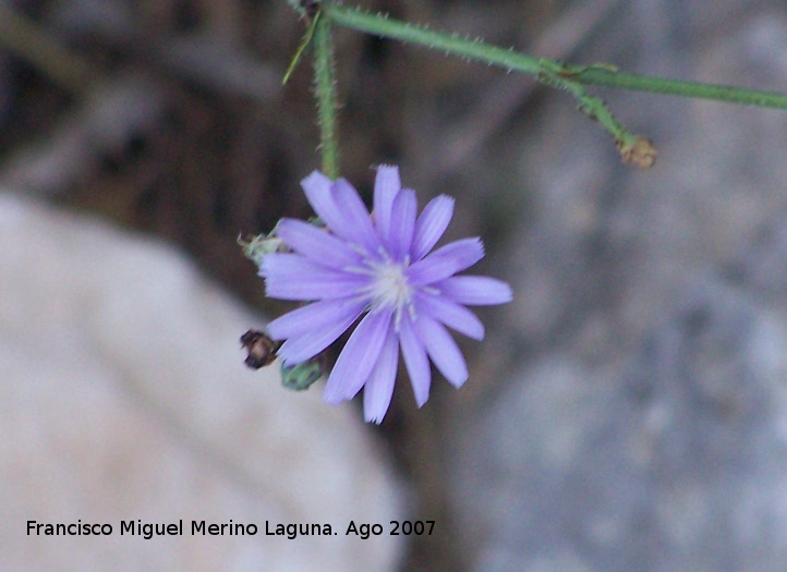 Lechuga azul - Lechuga azul. Los Villares