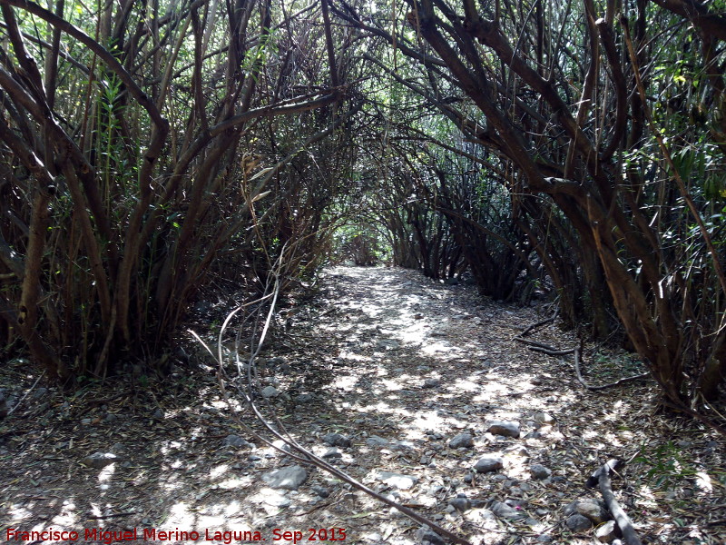 Adelfal de Cuadros - Adelfal de Cuadros. 